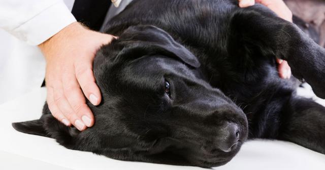 farmaco per la giardia del parassita del cane