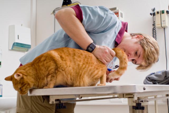 Foto Infiammazione ghiandole anali nel Gatto