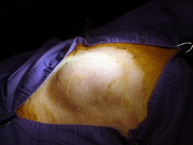 foto cane lipoma