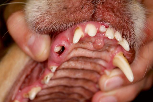 Foto gengivite cane
