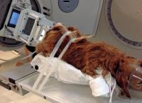 foto cane radioterapia