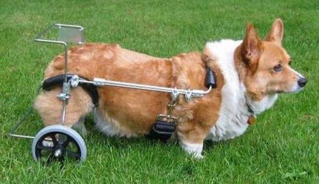 foto cane ernia del disco