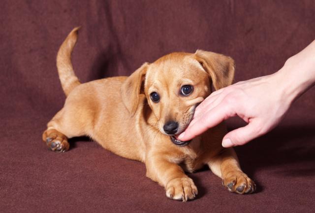 Foto Come evitare un morso del Cane