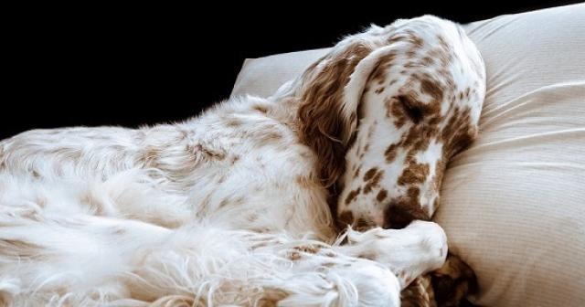 foto cane che dorme