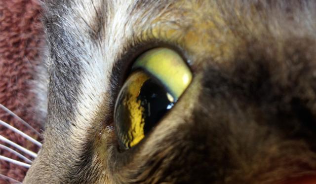 Epatite Infiammazione Del Fegato Nel Gatto Mondopetsit
