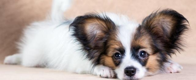 foto cane Papillon