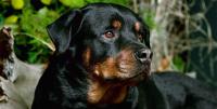 foto cane Rottweiler