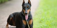 foto cane Doberman