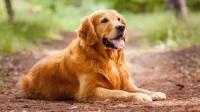 foto cane Golden Retriever