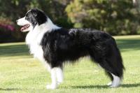 foto cane Border Collie