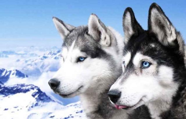 foto cane siberian husky