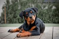 foto cane Rottweiler