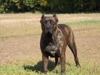 foto cane dogo canario