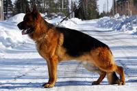 foto cane pastore tedesco