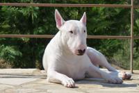 foto cane bull terrier