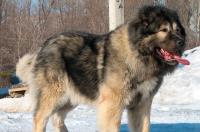 foto cane pastore del caucaso