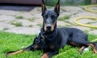 foto cane doberman