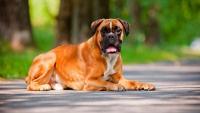 foto cane boxer