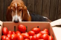 foto cane mangia pomodori