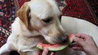 foto cane con frutta