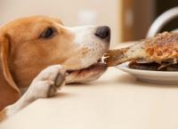 foto cane mangia tonno