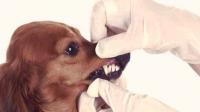 foto spazzolare denti cane