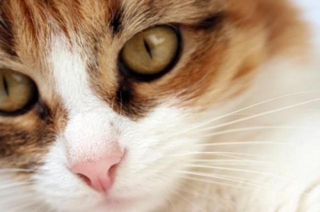 Al dare gatto valium