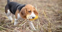 cane mangia pannocchia di mais