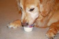 foto cane mangia yogurt