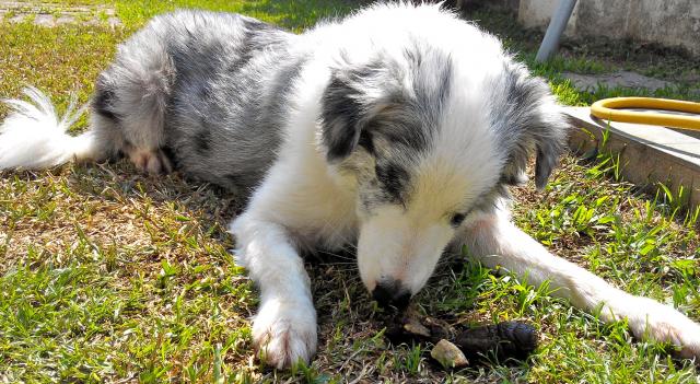 Perchè Il Cane Mangia Le Proprie Feci Mondopetsit