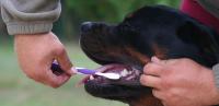 foto cane spazzolino denti