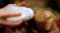 cucciolo beve latte