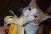 foto gatto mangia banana