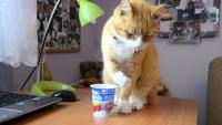 foto gatto mangia yogurt