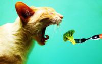 foto gatto mangia broccoli