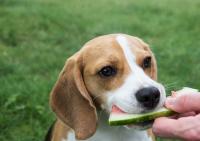 cane mangia anguria