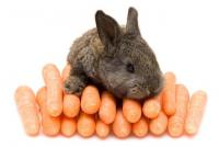 foto coniglio mangia carote