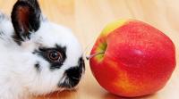 coniglio mangia mela