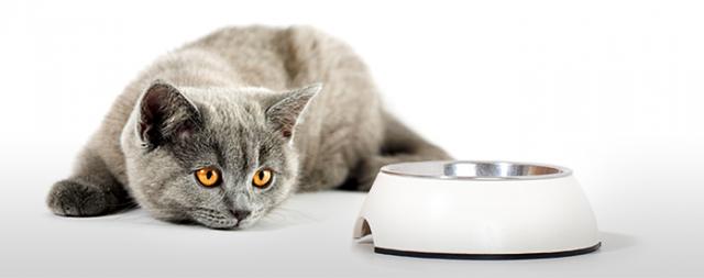 gatto non mangia