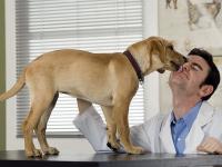 cane cerca veterinario