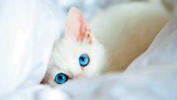 gatto bianco sordo