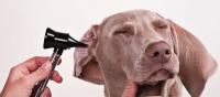 cane ha mal di orecchio