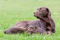 cane allatta piccoli