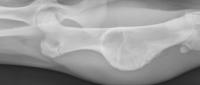 radiografia condrosarcoma cane