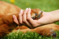 cane malato di cancro