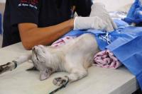 intervento sterilizzazione gatto