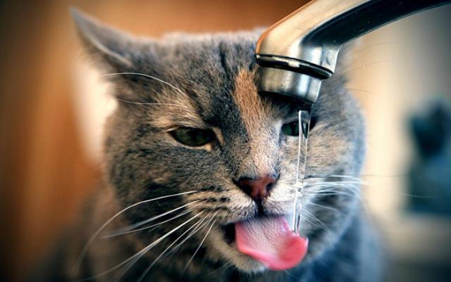 Quanta Acqua Deve Bere Il Gatto Mondopetsit