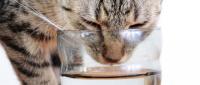 gatto che beve acqua