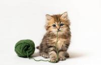 gatto gioca con gomitolo di lana
