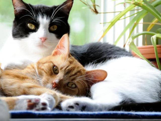Quando Sterilizzare Il Gatto Maschio Mondopetsit